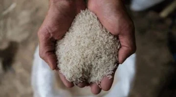 أسعار الأرز الشعير اليوم الإثنين 28 أبريل 2024 .. بكام الكيلو؟