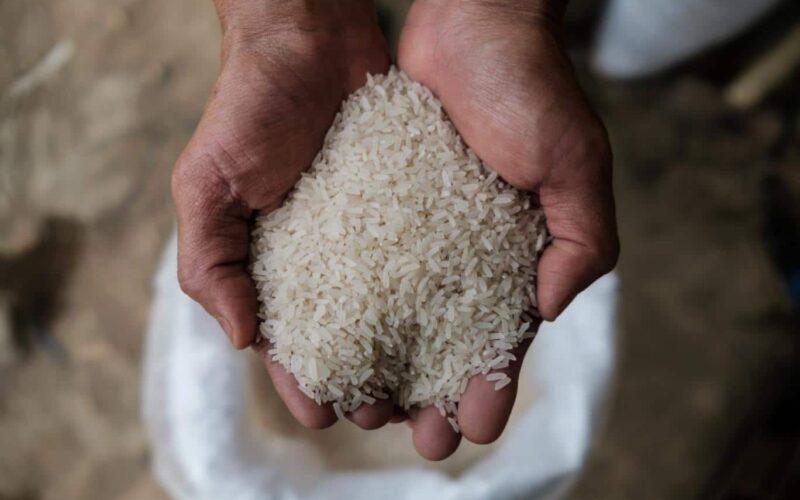 أسعار الأرز الشعير اليوم السبت 20 أبريل 2024 .. الطن نزل 700جنيه