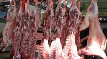 سعر كيلو اللحم البقري القائم اليوم في مصر 2024.. «هتأكل عيالك لما تشبع»