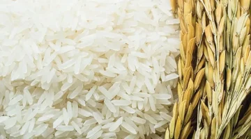 انهيار أسعار الأرز الشعير اليوم السبت 27 أبريل 2024 .. لن تصدق الكيلو بكام